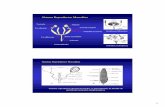 Sistema Reproductor Masculino - Bio-Nica.info · 3 Desarrollo y Metamorfosis Oviposición y Desarrollo Embrionario Formas de Reproducción Por la forma de producción de los huevos