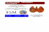 PATOLOGÍA€ TIROIDEA - … · Capítulo 6 Hipertiroidismo o tirotoxicosis € Perinetti, H.A.; Liñan, J.M. Capítulo 7 Exoftalmía endocrina € Mistelli, I.; Perinetti, H.A.;
