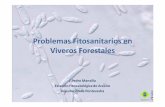 Problemas Fitosanitarios en Viveros Forestales - … · no dejar restos de poda. • Procurar que las plantas vegeten en las mejores condiciones. Evitar estrés hídrico y nutricional.
