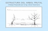 ESTRUCTURA DEL ARBOL FRUTAL - Aula Virtual - …aulavirtual.agro.unlp.edu.ar/.../S1-Estructura_del_Arbol_Frutal.pdf · ESTRUCTURA DEL ARBOL FRUTAL Fases fenológicas de un frutal