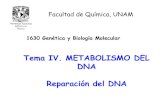 Tema IV. METABOLISMO DEL DNA Reparación del DNA · METABOLISMO DEL DNA Reparación del DNA Facultad de Química, UNAM 1630 Genética y Biología Molecular. ... MECANISMOS DE REPARACION