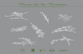 Flora de la Estepa - Provincia de Santa Cruz · Olivillo - Hyalis argentea ... las características y adaptaciones de las plantas de zonas áridas, y los principales problemas de