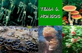 TEMA 6. HONGOS - agronomaps.wdfiles.comagronomaps.wdfiles.com/local--files/apuntes-biologia/Tema 6. Hongos... · Con respecto a la reproducción sexual del talo liquénico, las algas