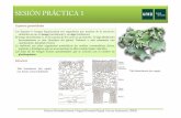 SESIÓN PRÁCTICA 1 - biouned.com · Asociadas a la multiplicación vegetativa: Soralios Aperturas del talo con aspecto pulverulento compuestas por propágulos dinimutos llamados