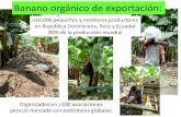 Banano orgánico de exportación - banana-networks.org€¦ · en los mercados del banano de pequeños productores Salud de suelos Nutrientes y residuos. X Taller Técnico de Seguimiento