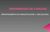 Zoonosis parasitaria producida por - higiene.edu.uy · La miocarditis chagásica crónica es consecuencia de una miocarditis fibrosa progresiva con escasa presencia del parásito.