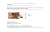 SEMIOLOGÍA DE NARIZ Y SENOS PARANASALES …repository.ucc.edu.co/bitstream/ucc/1554/1/Semiología de nariz y... · Irriga tabique nasal en la parte anterior. ... ¿Ha sufrido una