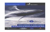 Serie: Fichas Didácticas; 6 - probides.org.uy · coexisten en nuestro océano y estuario desde antaño. ... Ballenas y delfines / 4 . ... donde un macho adulto es el dominante del