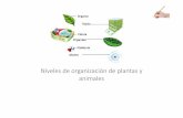 Niveles de organización de plantas y animales - … · Niveles de organización en plantas • Las plantas, al igual que los animales, son organismos pluricelulares, formados por