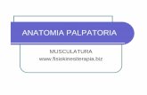 Anatomia palpatoria - Fisiokinesiterapia – Portale di ... el dedo pulgar por debajo del borde posteroinferior del acromion. (primera foto) zPara realizar la palpación correctamente,