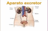 aparato excretor lidi y anna - Seminario de Ciencias … · Anatomía del aparato excretor Constituido por: -Órganos excretores: riñones -Vías excretoras: uréteres, veĳga, uretra.