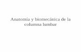 Anatomía y biomecánica de la columna lumbarnutricionyosteopatia.com/.../files/1-anatomia_de_la_columna_lumbar.pdf · •Sistema de curvas del raquis. •Al ir apareciendo las curvas
