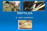 REPTILES - Escuela de Biologia - Facultad de Ciencias ...biologiaunsa.edu.ar/descargas/catedras/reptiles.pdf · Los reptiles modernos comprenden dos de los línajes de Vertebrados
