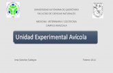 Unidad Experimental Avícola - Facultad de Ciencias ...fcn.uaq.mx/lcn/docs/uea.pdf · de egreso de nuestros profesionistas. ... conejos. •Fábrica de alimentos e implementos ...