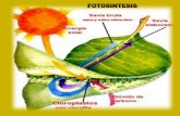 FOTOSINTESIS - fcn.unp.edu.arfcn.unp.edu.ar/sitio/fisiologiageneral/images/sampledata/parks/... · Anatomía de la hoja Sin vaina del haz bien definida Vaina del haz bien organizada,