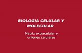 BIOLOGIA CELULAR Y MOLECULAR - …orga.blog.unq.edu.ar/wp-content/uploads/sites/8/2013/03/MATRIZ.pdf · Figura 19-1 Biología molecular de la célula, quinta edici ón ... transporte