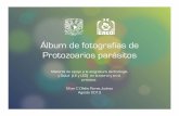Fotografías de Protozoarios parásitos - Mexico UNAM … · La siguiente colección de fotografías de Protozoarios parásitos tiene el objetivo de servir como material de apoyo