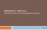 Herbario Virtual - diversidadnatural.files.wordpress.com · herbario virtual proyecto arce (100% diversidad natural) ieso gabriel garcÍa mÁrquez (tiÉtar).