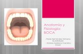 Anatomía y Fisiología: BOCAs4f1d769cf586f6c7.jimcontent.com/download/version... · 12.-Menciona los músculos extrínsecos de la lengua? 13.- Todos los músculos de la lengua, ¿a