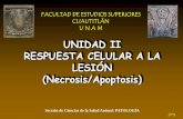 UNIDAD II RESPUESTA CELULAR A LA LESIÓN …patogfesc.weebly.com/uploads/6/9/4/8/69488793/muerte_celular_v2.pdf · FACULTAD DE ESTUDIOS SUPERIORES CUAUTITLÁN U N A M UNIDAD II RESPUESTA
