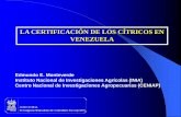 LA CERTIFICACIÓN DE LOS CÍTRICOS EN …fruticultura2014.weebly.com/.../22425932/certificacion_de_citricos.pdf · in vitro bloque de fundacion libre de “virus” en umbrÁculo