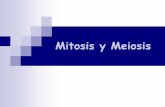 Mitosis y Meiosis - institutonacional.cla... · Ciclo Celular Conjunto de actividades de crecimiento y división celular Consta de dos fases principales: interfase y mitosis.