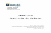 Seminario Anatomía de Molares - Escuela de … · 2015-01-21 · anatomía normal, cuáles son sus ... Anatomía de Molares Primer Molar Superior ... Las raíces del primer molar