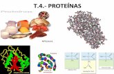 Biología. 2º Bachillerato. Tema 4.- Proteínasiesvinalopo.com/departamentos/biologia/wp-content/uploads/2016/10/... · Proteínas de membrana (receptores)-Transporte: hemoglobina,