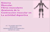 Sistema Muscular. Fibras musculares Anatomía de la …entrenadormovil.cog.org.gt/sites/default/files/documentos/academia... · movimientos de las partes del cuerpo. ... Está se