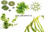 Presentación de PowerPoint - Cofes · Características generales de Chlorophyta • Importantes productores de biomasa en los sistemas de agua dulce tanto en sus formas planctónicas
