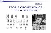 TEMA 3: Teoría cromosómica de la herenciawpd.ugr.es/~rnavajas/wp-content/uploads/2017/03/TEMA_2_GI.pdf · Ratón doméstico (Mus musculus) Lombriz intestinal (Ascaris lumbricoides)