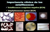 Staphylococcus aureus (ECP) - [DePa] Departamento …depa.fquim.unam.mx/bacteriologia/20111/staphylococcus061010.pdf · Importancia de los ECN En debilitados y/o inmunocomprometidos,