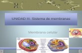 UNIDAD III. Sistema de membranas Membrana celularpeces.ens.uabc.mx/bcym/clases/pdf/III-c-nucleo.pdf · –Citoplasma (ribosomas, ... –Espora . Nucleoide Estructura amorfa donde