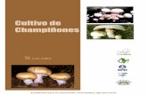Cultivo de Champiñones - storage.googleapis.com · algunos casos como especialidades, como es el caso de la seta ostra (Pleurotorus ostreatus), ... que luego al desarrollarse forman