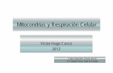Mitocondrias y Respiración Celular - Facultad de … · • Descarboxilación oxidativa, ciclo de Krebs y fosforilación oxidativa ... Metabolismo oxidativo Piruvato Ácidos grasos