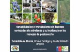 Presentación de PowerPoint - fdf.cl · Variabilidad en el metabolismo de distintas variedades de arándanos y su incidencia en los manejos de postcosecha Sebastián A. Rivera, Bruno