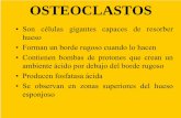 OSTEOCLASTOS - fiunam4.files.wordpress.com · En la interfase entre el hueso y el osteoclasto se forma una zona clara que cierra el borde rugoso y crea un microambiente en donde el