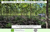 DESARROLLO DE LAS PLANTACIONES FORESTALES · •Otorgar la titulación para plantaciones forestales en ... Proyecto IICA/Embajada de Finlandia/BACKUS/REFORESTA PERU S.A.C. ... prácticas