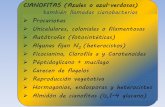 CIANOFITAS (Azules o azul-verdosas) también …ecaths1.s3.amazonaws.com/farmacobotanicaunt... · también llamadas cianobacterias Procariotas Unicelulares, coloniales o filamentosas