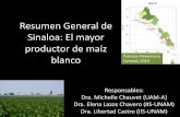 Resumen General de Sinaloa: El mayor productor de … · 2015-06-19 · Características de la producción maicera en llanuras costeras de Sinaloa •Ciclo Otoño-Invierno •Maíz