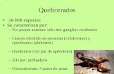 Merostomata • Arachnida • Pycnogonida - Usuarios de …prof.usb.ve/eherre/BO3-C3-quelic.pdf · 2006-05-12 · • Sistema circulatorio bien desarrollado ... Estructuras internas