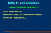 TEMA 11. LOS ANIMALES - bioroca.files.wordpress.com · PLURICELULARES CON TEJIDOS VERDADEROS NUTRICIÓN HETERÓTROFA. TEMA 11. LOS ANIMALES Tipo poríferos Tipo cnidarios o celentéreos