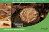 Guía de Síntomas y Daños del Complejo Escarabajo …€¦ · hojas marchitas y "palillos" de aserrín compactado que sobresale de los orificios de entrada a lo largo de troncos
