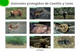 Animales protegidos de Castilla y León · Animales protegidos de Castilla y León.indd 1 10/12/08 11:18:47. Castilla y León. Espacios protegidos Santillana Está en el curso del