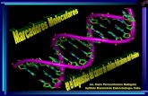 Presentación de PowerPoint - sld.cu · el estudio de eventos epigenéticos que tienen lugar en el desarrollo temprano de la carcinogénesis ( Metilación del ADN).