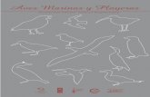 Aves Marinas y Playeraseducacionsantacruz.gov.ar/images/Educ_Ambiental/Material_Didactico/... · En la costa Argentina reproducen 17 especies de aves marinas: gaviotas, gaviotines,
