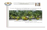 Proyecto: Evaluación de VIUSID-Agro en la producción de ...catalysisagro.com/pdf/info_tomate.pdf · Proyecto: Evaluación de VIUSID ... Aunque el experimento fue establecido en