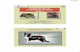 Presentación de PowerPoint - helminto.inta.gob.arhelminto.inta.gob.ar/Alumnos/Parásitos de los Animales de... · Echinococcus granulosus (3 a 6 mm) Perro, zorro, ... Hábitat ideal