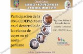 Participación de la ONG CEDEPAS Norte Mg. Econ. … · Cajabamba 33 REDES EMPRESARIALES DE PRODUCTORES DE CUY 2 CONSORCIOS DE PRODUCTORES ... ACOPIO GESTOR DE NEGOCIOS LIDER ...