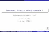 Conceptos básicos de biología molecular, Iertello//bioinfo/sesion02.pdf · Proteínas Tarea Dr. Eduardo RODRÍGUEZ T. (CINVESTAV) Conceptos básicos de biología molecular 21 de